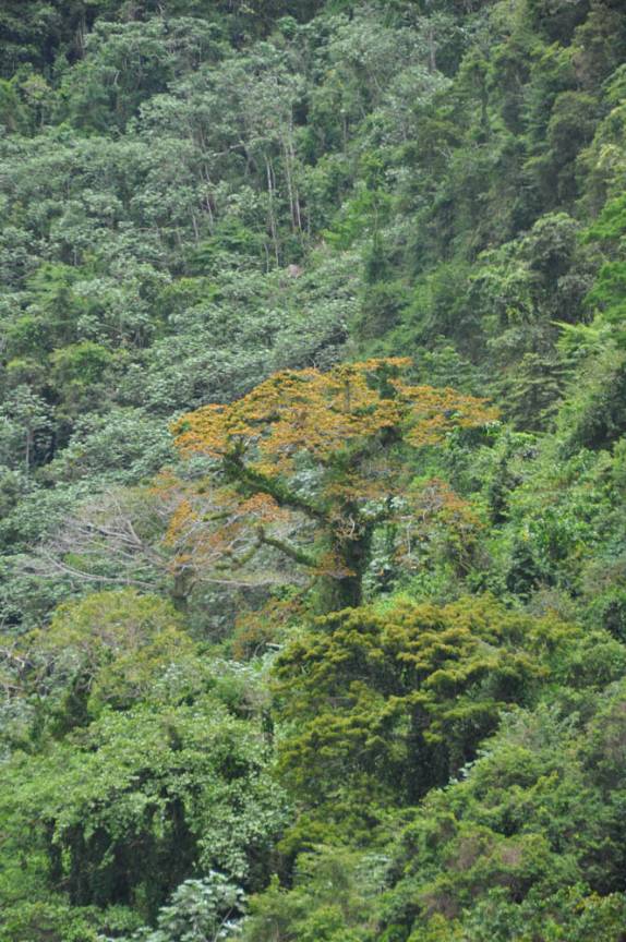 A floresta no fundo da cratera do The Quill, em Statia - Caribe